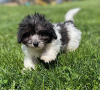 Maltipoo