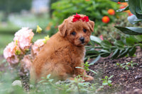 Maltipoo