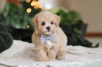 Maltipoo