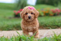 Maltipoo