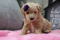 Maltipoo