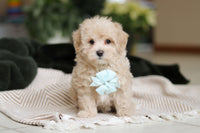 Maltipoo