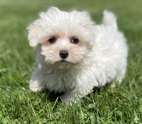 Maltipoo