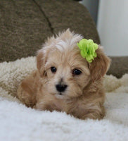 Maltipoo