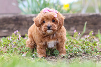 Maltipoo