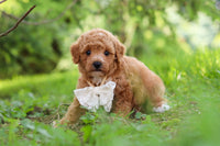 Maltipoo
