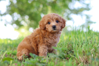 Maltipoo