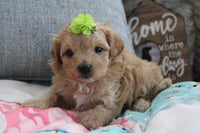 Maltipoo