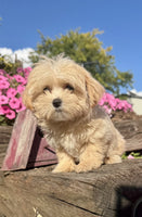 Maltipoo