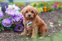 Maltipoo