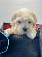 Maltipoo