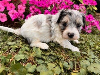 Maltipoo