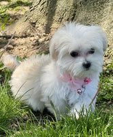 Maltipoo