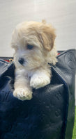 Maltipoo