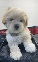 Maltipoo