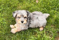 Maltipoo