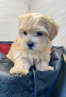 Maltipoo