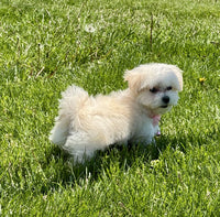 Maltipoo