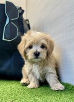 Maltipoo
