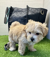 Maltipoo