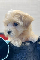 Maltipoo