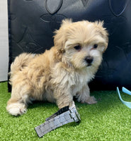 Maltipoo