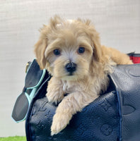 Muffy Male Maltipoo $1150