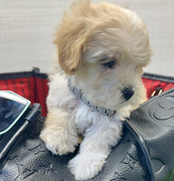 Maltipoo