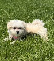 Maltipoo