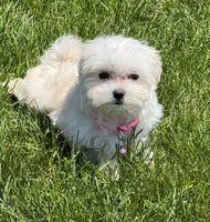 Maltipoo