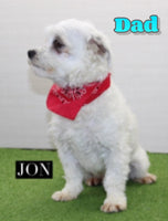 Sophia Female Maltipoo $1495