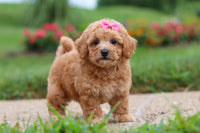 Maltipoo