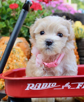 Maltipoo