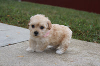 Maltipoo