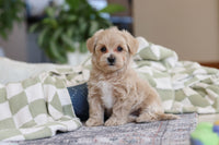 Maltipoo 