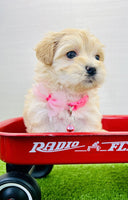 Maltipoo