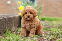 Maltipoo