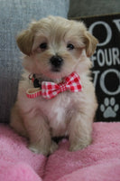  Maltipoo