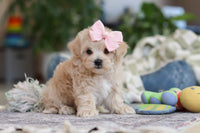 Maltipoo