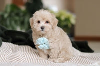 Maltipoo