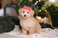 Maltipoo