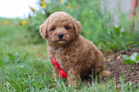 Maltipoo