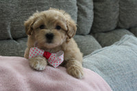 Maltipoo