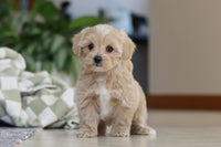 Maltipoo