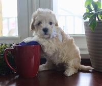 Maltipoo
