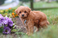 Maltipoo