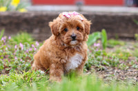 Maltipoo