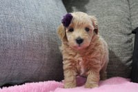 Maltipoo