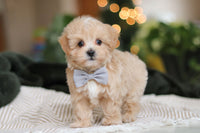 Maltipoo