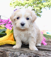 Maltipoo